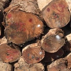 gỗ cà chít