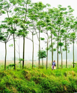 GỖ XOAN LÀ GÌ? Gỗ xoan nguồn gốc và phân bố ở đâu?
