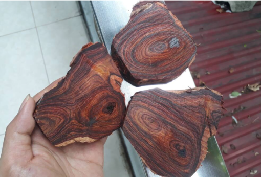 Gỗ sưa là gì? Đặc điểm của gỗ sưa là gì?