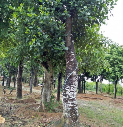 Gỗ mít là gì? Gỗ mít thuộc nhóm mới?
