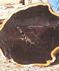 Bên trong gỗ mun