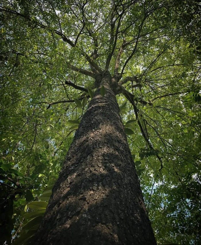 Cây gỗ mun