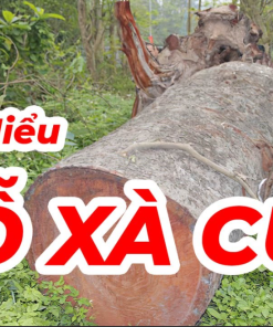 Gỗ xà cừ là gì? Gỗ xà cừ có tốt không