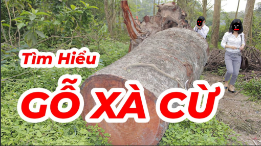 Gỗ xà cừ là gì? Gỗ xà cừ có tốt không