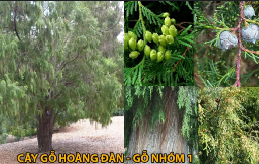 Phân biệt gỗ Hoàng Đàn, Huỳnh Đàn