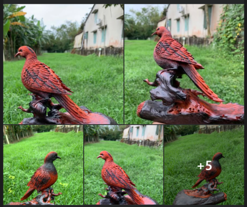 Các loại gỗ sưa